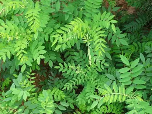 苦参性味苦寒,有小毒.可入心,肝,胃,大肠,膀胱经.