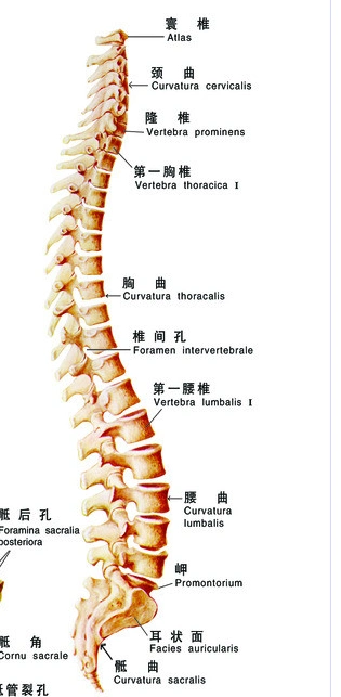 脊柱的四个生理弯曲的名称形态
