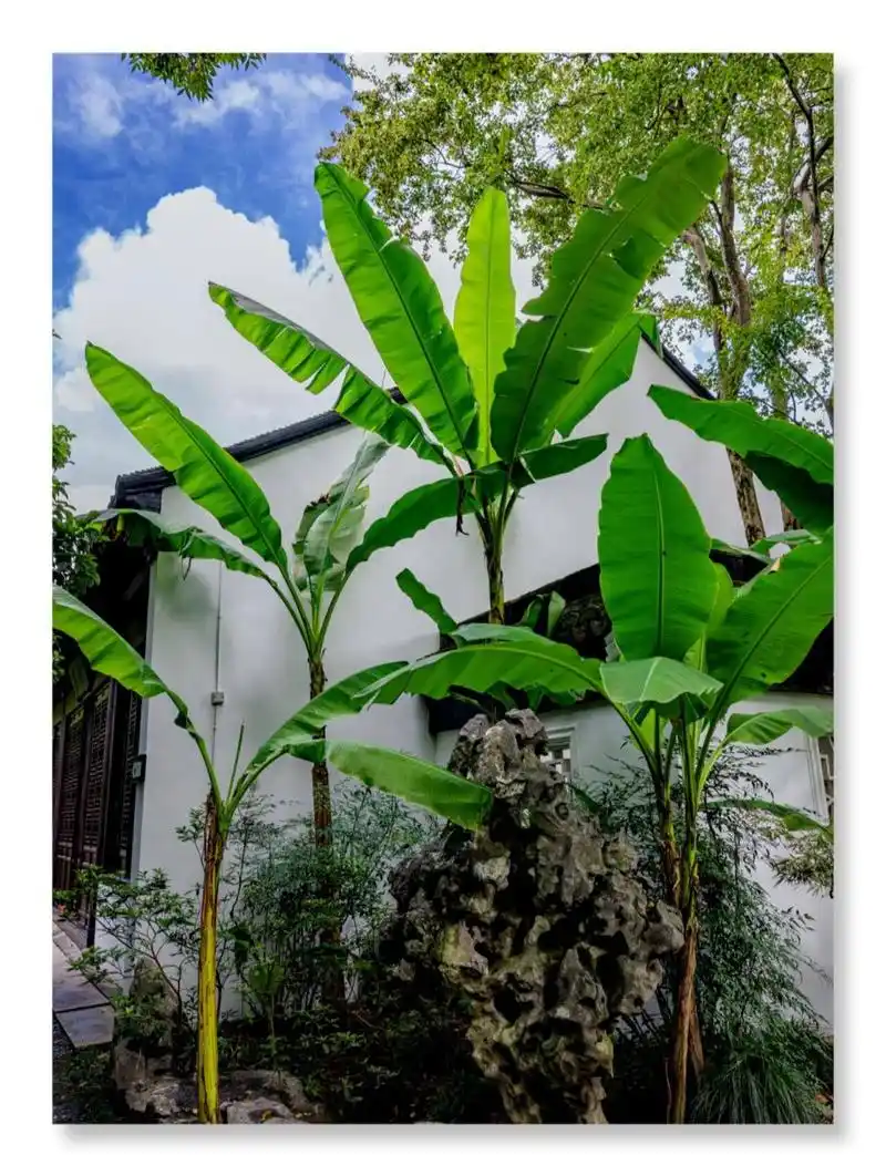 芭蕉树(二) 摄影暖阳 芭蕉树好美 江南园林代表性的植物之一