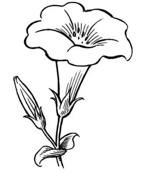 牵牛花植物简笔画花朵简笔画