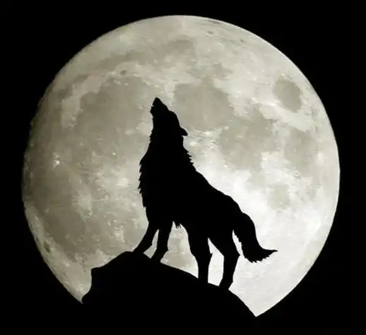 霸气凶残的狼的头像壁纸