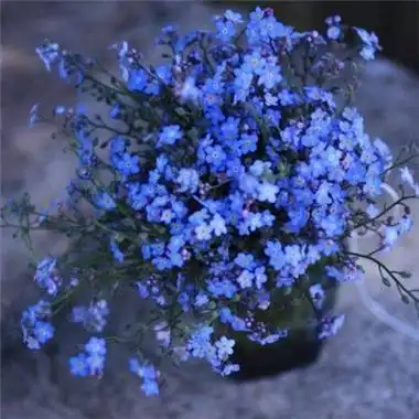 唯美小清新勿忘我花头像大全