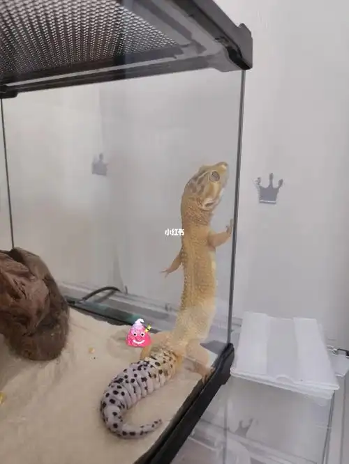 壁咚の霸总守宫