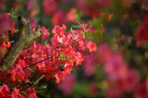 杜鹃花(又称映山红)属灌木植物,喜欢长在山谷中.