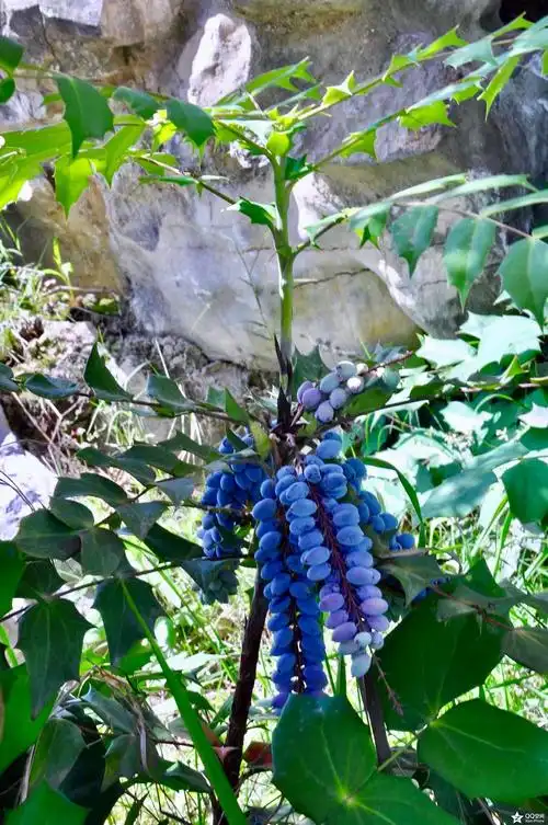 植物摄影阔叶十大功劳