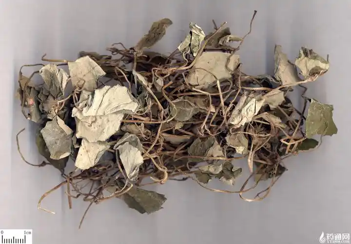 中药材金钱草供货信息详情-中药材药通网