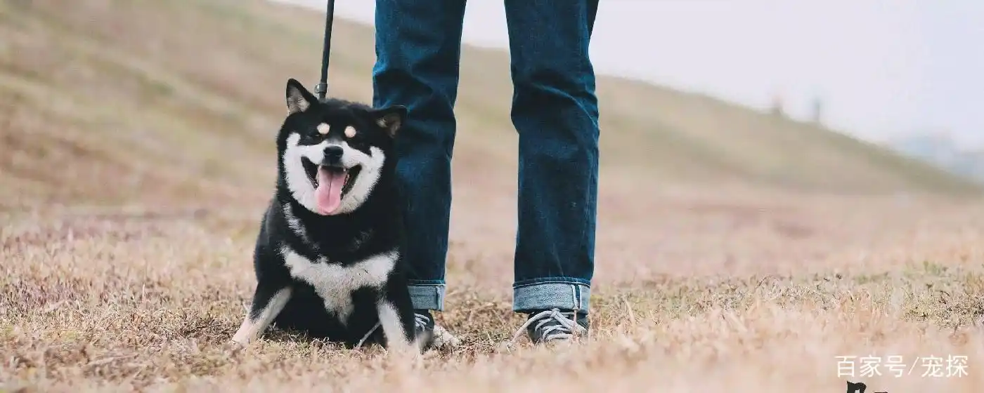 马嘉祺的柴犬为什么要叫六斤?黑柴的优点和缺点是什么?