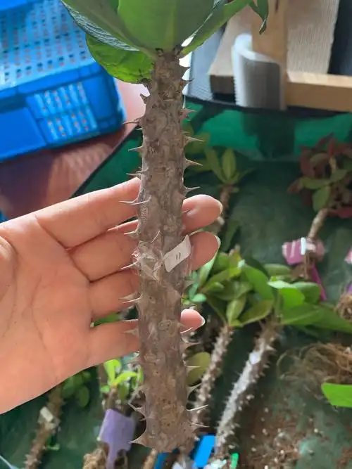 大花虎刺梅枝条扦插繁殖方法要点及修剪经验谈