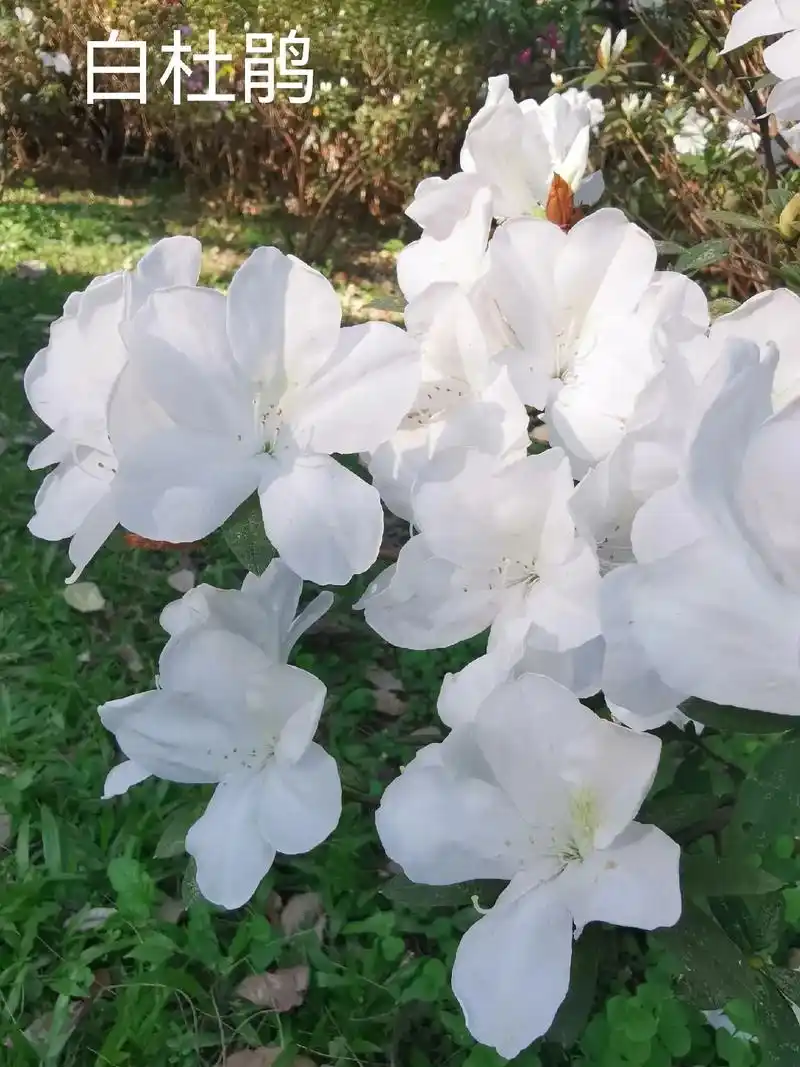 又名映山白,龙胚芽,毛白杜鹃,白花杜 - 抖音