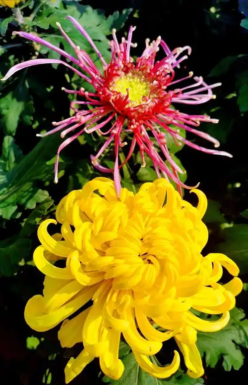 秋天最美的十种花(秋天最美的花)