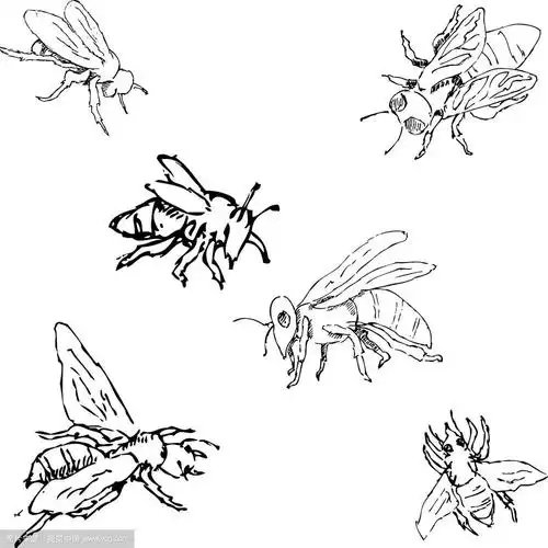 苍蝇用手画素描