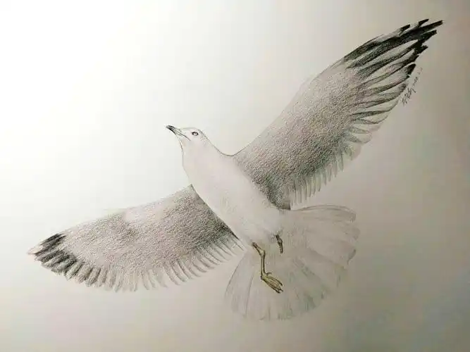 海鸥|纯艺术|绘画|寻山追水_原创作品-站酷zcool