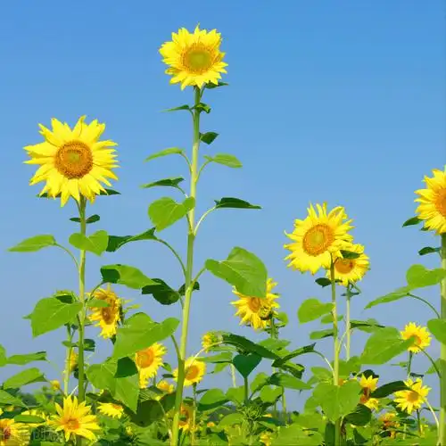 积极唯美的人生格言,愿我们有阳光的心态