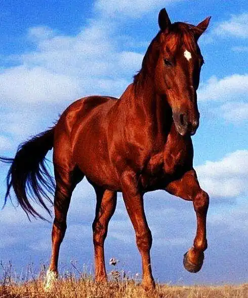 汗血宝马-tnt:新官上任-话本小说网