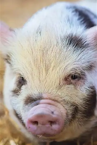 可爱的小猪,鼻子