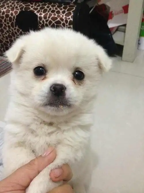 感觉自己买了只白色的小土狗