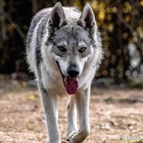 最忠诚的几种狗!只要你对它好,就会一直陪伴你