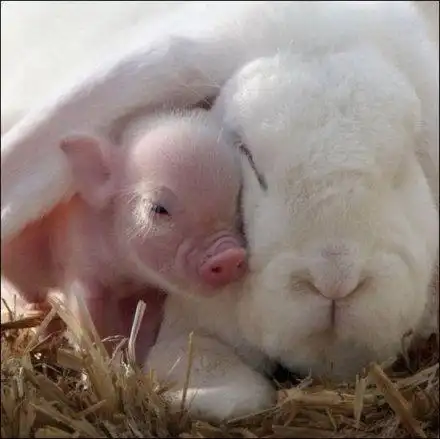 小猪和兔子写真