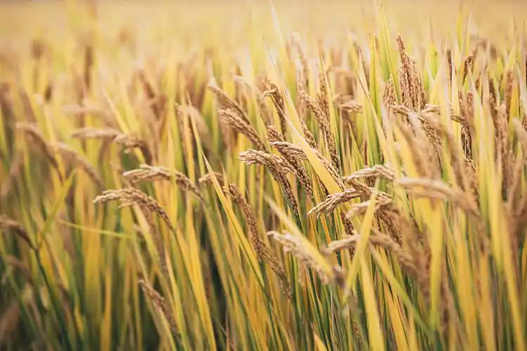 稻田里的水稻图片下载