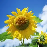 向日葵头像唯美_充满阳光正能量的唯美向日葵_唯美头像_520头像网