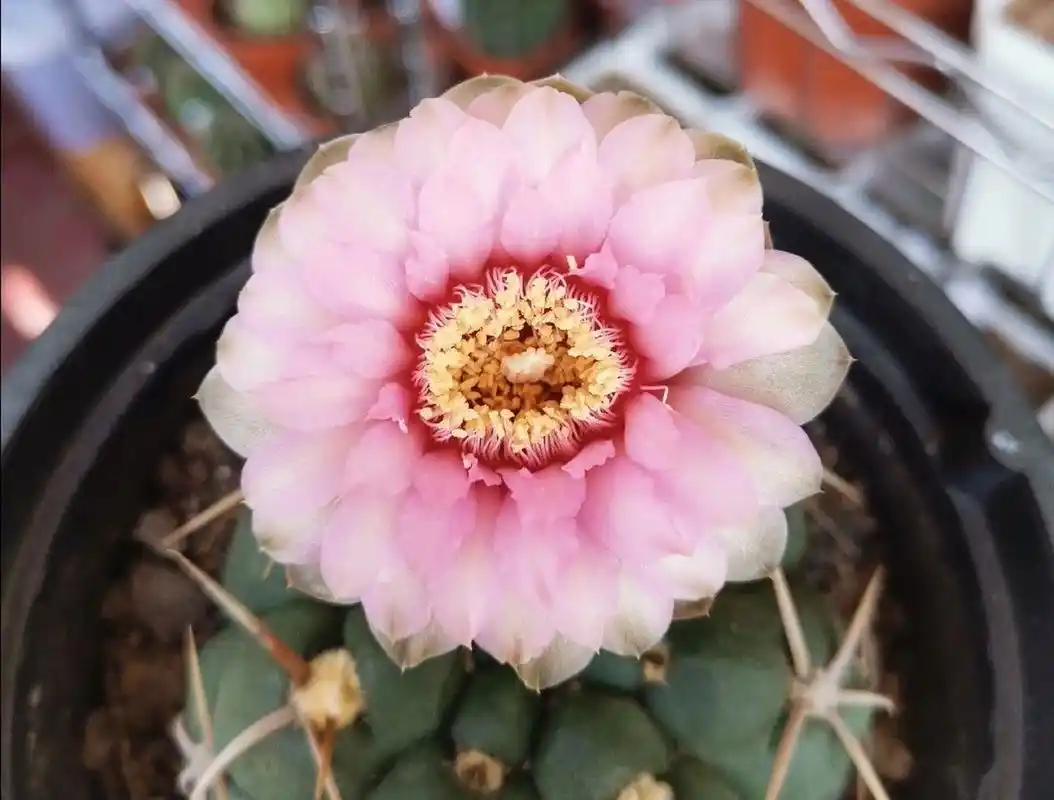 美花海王仙人球 美美哒 真是赏心悦目