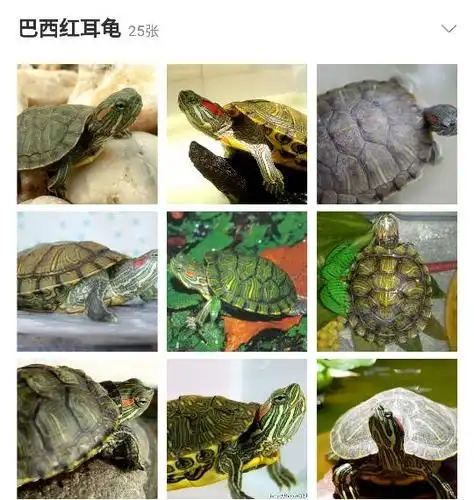 小乌龟是什么品种