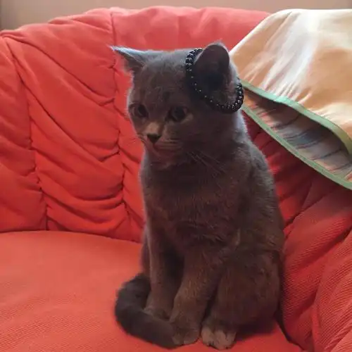 4岁10个月大的英国短毛猫 绝育跳蚤防疫肠道寄生虫防疫心丝虫防疫免疫