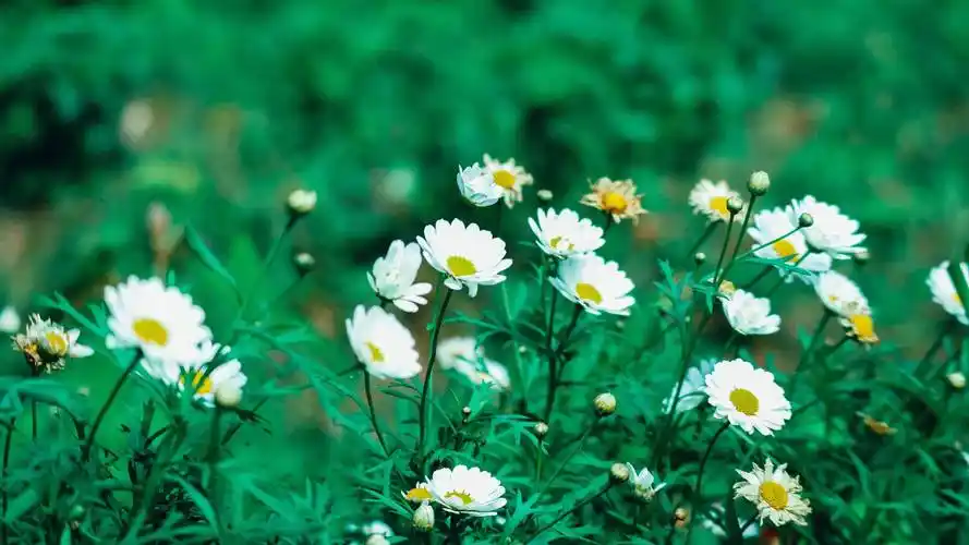 水瓶座是外星人吗?揭秘水瓶座不为人知的一面