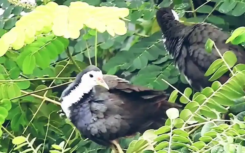 2022年录到白面水鸡极好套用叫声白腹秧鸡白天公母在一起