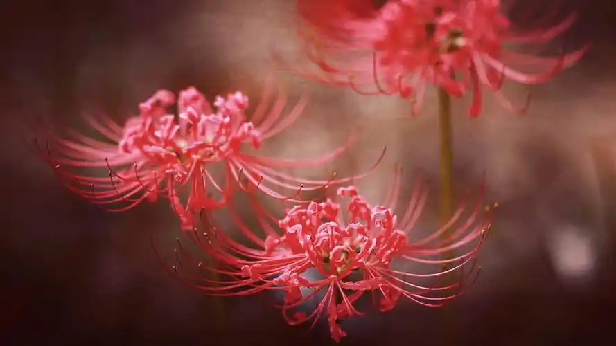 曼珠沙华 - 堆糖,美图壁纸兴趣社区