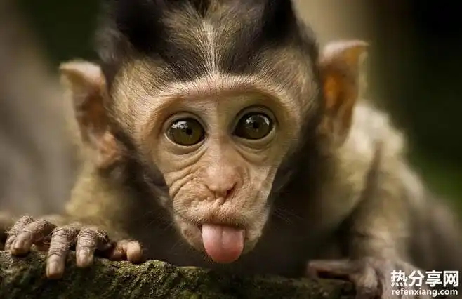 25个爱吐舌头的小动物,萌萌哒! : 就像小孩子扮鬼脸一样,动物们吐舌头