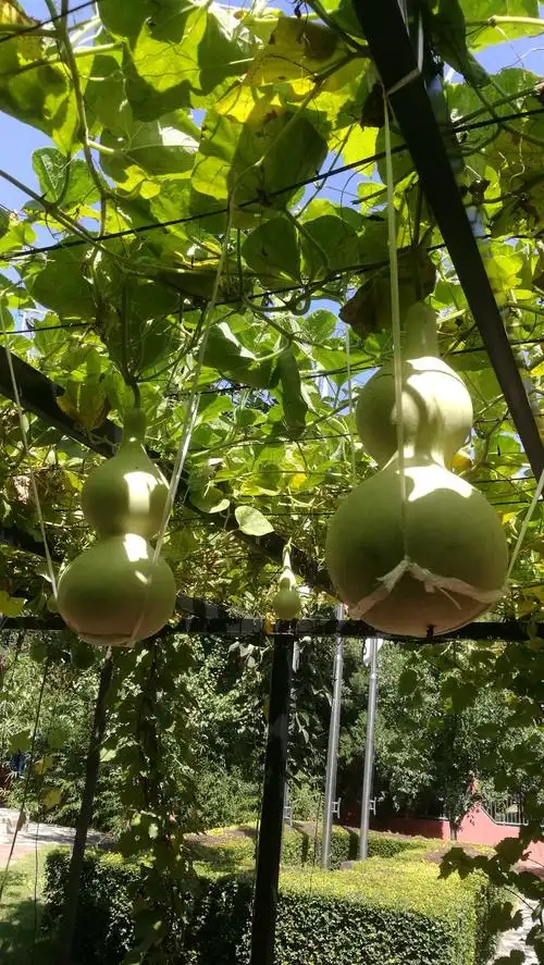 葫芦果实沉甸甸