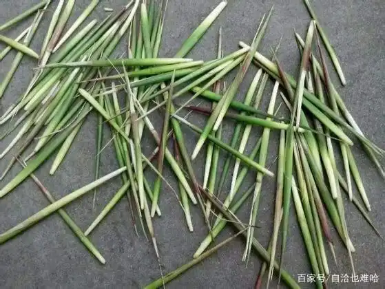 毛芽,童年记忆深处的清甜