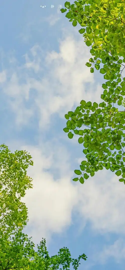 夏天清爽壁纸 真喜欢 949894