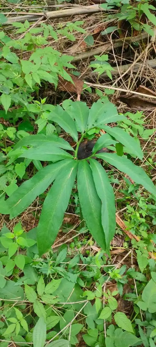 野生中药材——天南星