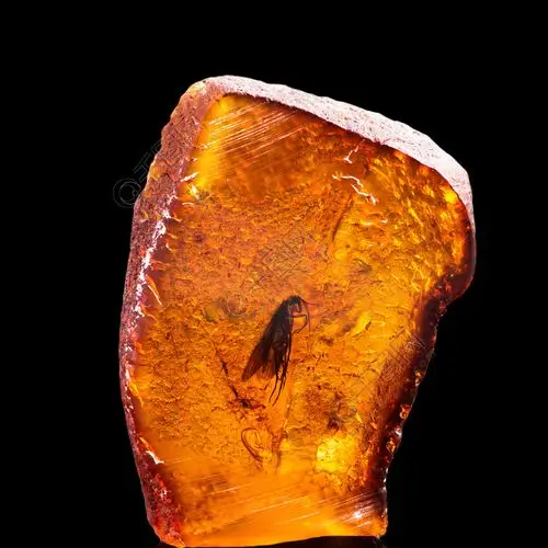 惊人的一块波罗的海琥珀与冰冻在它史前史前苍蝇带反射的照片