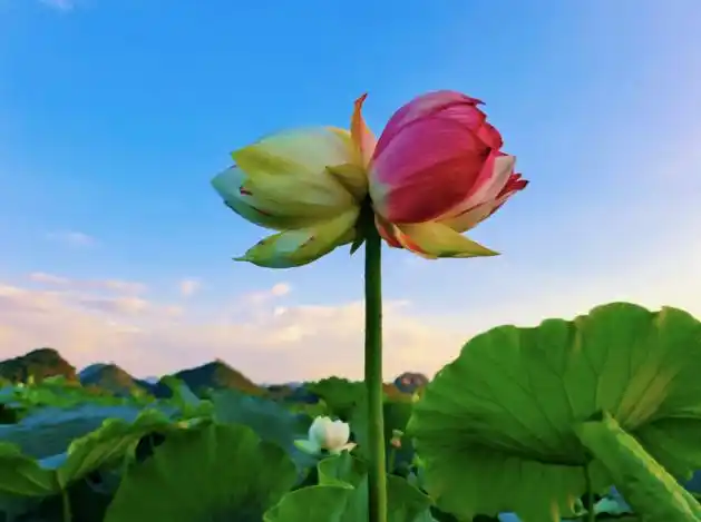 普者黑2万亩荷花齐盛放,还惊现全球首支双色"并蒂莲"!