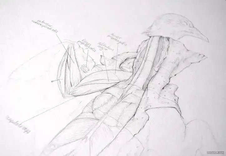 鸟类解剖肌肉系统美术插图绘画 [11p]