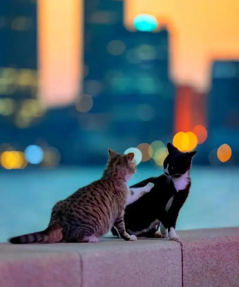 在日落时分,海边有两只嬉戏的猫.