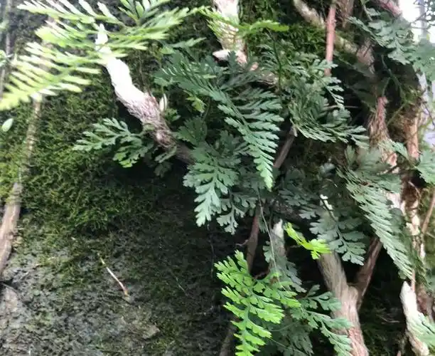 人称"白毛蛇",生于岩壁或树干上,3大作用,农民朋友要了解!