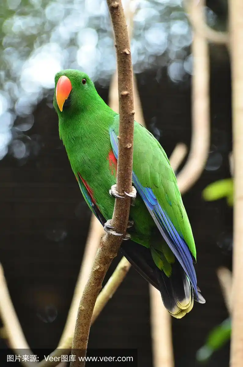 折衷鹦鹉,绿色,鸟类,自然美,自然