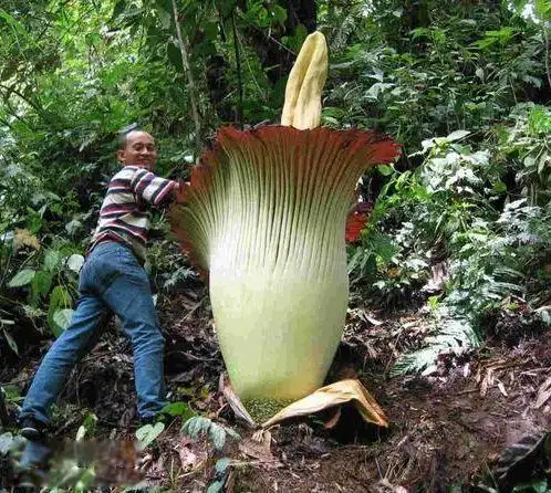 食人花真的会吃人吗大王花是不是世界上最大的花
