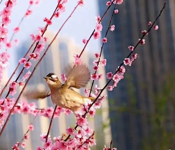 春意盎然鸟语花香一组鸟戏花图发给大家拍于武汉堤角公园