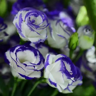 重瓣切花洋桔梗花苗 盆栽 多年生庭院阳台花卉 有木有花