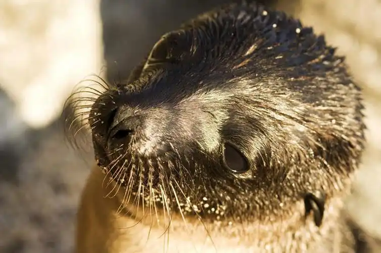 脸颊,无人,横图,室外,特写,白天,正面,旅游,度假,美景,哺乳动物,海狮