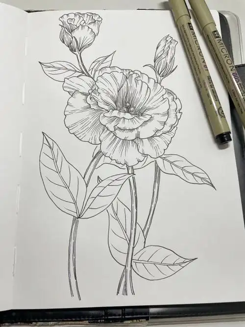 针管笔手绘花卉临摹洋桔梗附过程