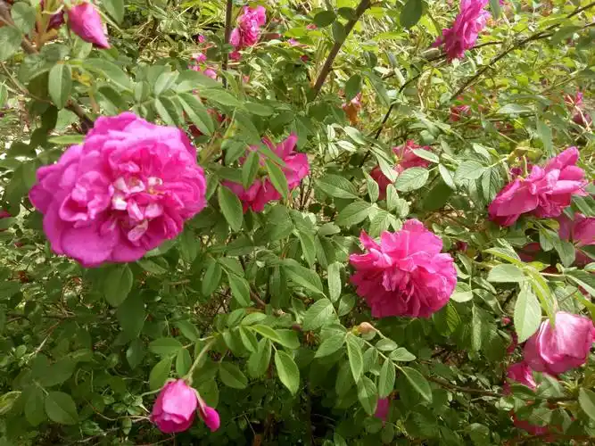 五月飘香的红刺玫