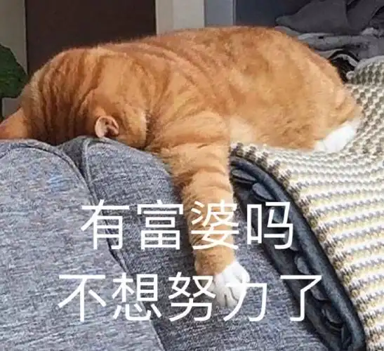 萌宠 喵星人 有富婆吗 我不想努力了 可爱 憨憨