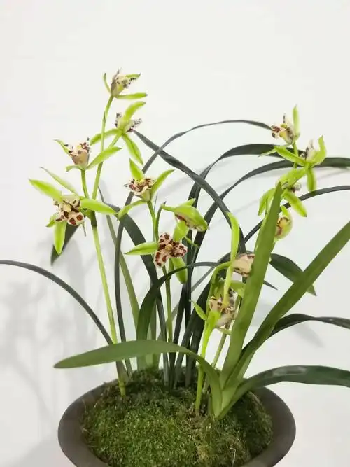 赵山玉屏兰园四季兰建兰三文豪一门三父子兰花四川名贵名品花卉