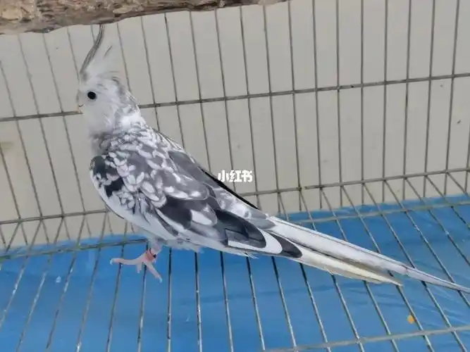 两张出一只白脸珍珠熟公成华区青龙场自提